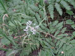 Allium acuminatum