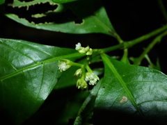 Palicourea gracilenta