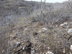 Gossypium davidsonii