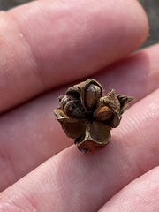 Gossypium davidsonii