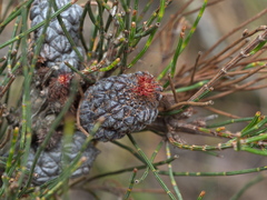 Allocasuarina misera