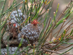 Allocasuarina misera