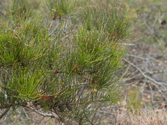 Allocasuarina misera