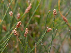 Allocasuarina misera