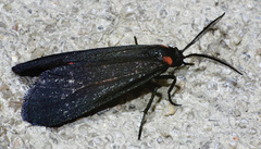 Lycomorpha splendens