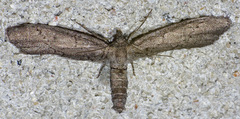 Glaucina erroraria