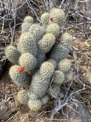 Los Cabos Nipple Cactus