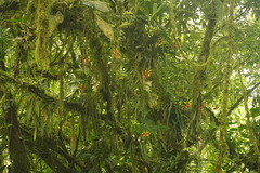 Guzmania sprucei