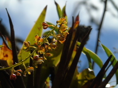Epidendrum cylindraceum