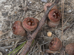 Eucalyptus baxteri