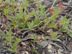 Xanthosia tasmanica