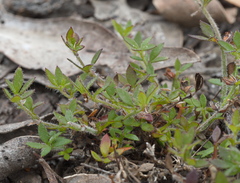 Xanthosia tasmanica