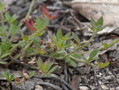 Xanthosia tasmanica