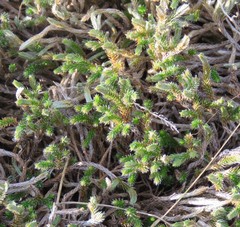 Selaginella corallina
