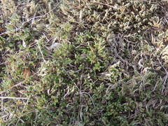 Selaginella corallina