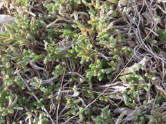 Selaginella corallina