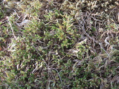 Selaginella corallina