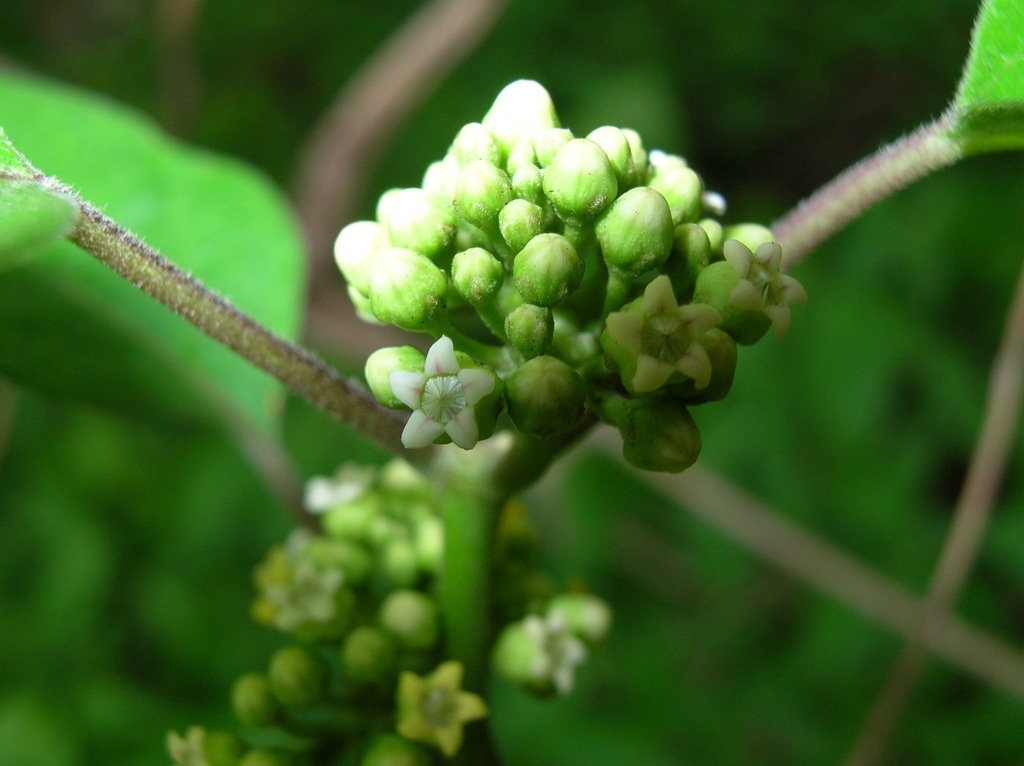 Ruehssia astephanoides
