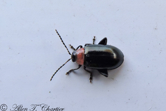 Disonycha xanthomelas