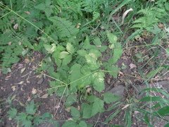 Osmorhiza depauperata