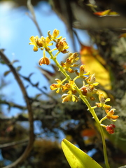 Epidendrum cylindraceum