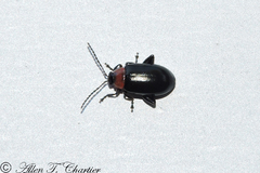 Disonycha xanthomelas