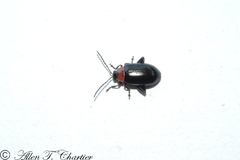 Disonycha xanthomelas