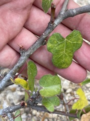 Jatropha moranii