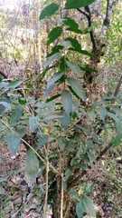 Cestrum glanduliferum