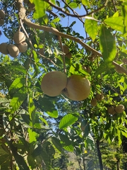 Tabernaemontana donnell-smithii