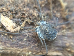 Ortholasma rugosum