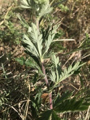 Potentilla inclinata