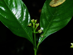 Palicourea gracilenta