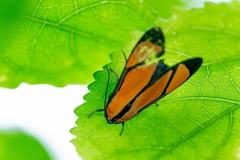 Ormetica chrysomelas