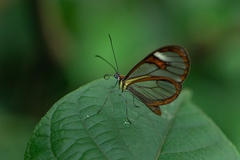 Ithomia agnosia zikani