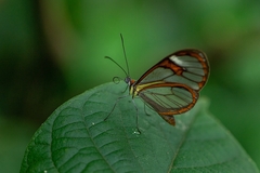 Ithomia agnosia zikani