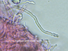 Gerronema subclavatum