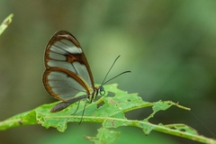 Ithomia agnosia zikani