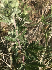 Potentilla inclinata