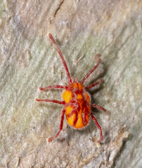 Erythraeoidea