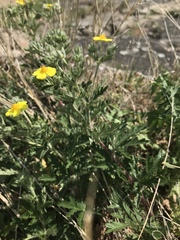Potentilla inclinata