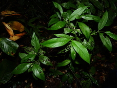 Palicourea gracilenta