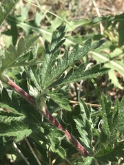 Potentilla inclinata