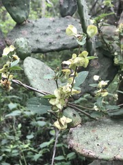 Gaudichaudia mucronata