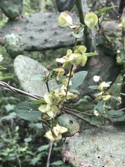 Gaudichaudia mucronata