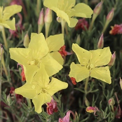 Oenothera hartwegii