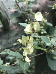 Gaudichaudia mucronata