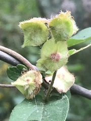 Gaudichaudia mucronata