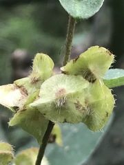 Gaudichaudia mucronata