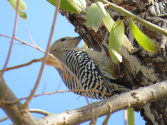 Melanerpes uropygialis